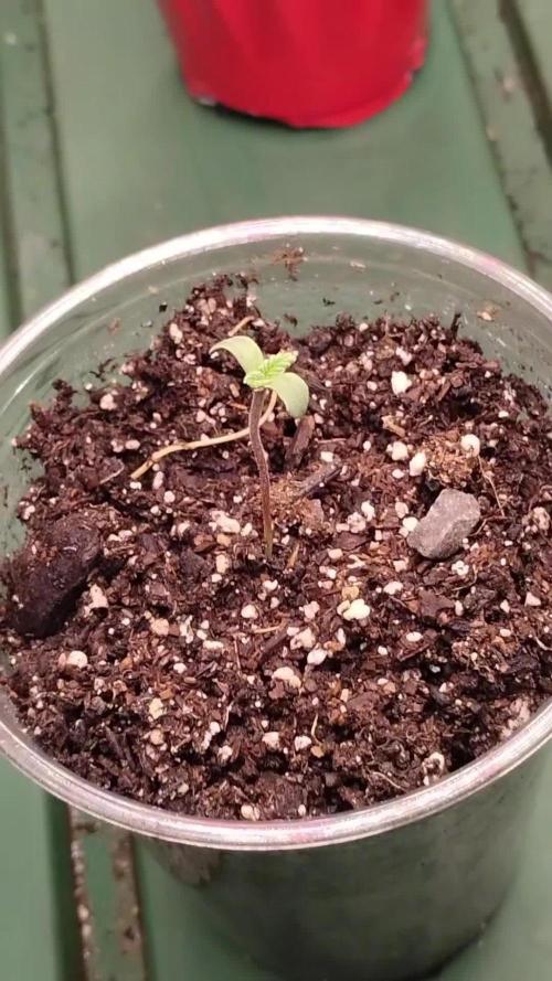 Eternity Grow Cup 2026