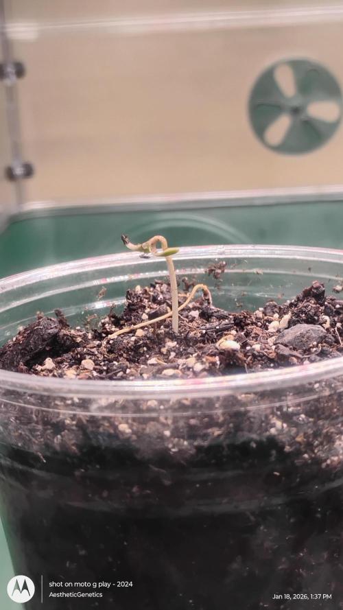 Eternity Grow Cup 2026. Week 1