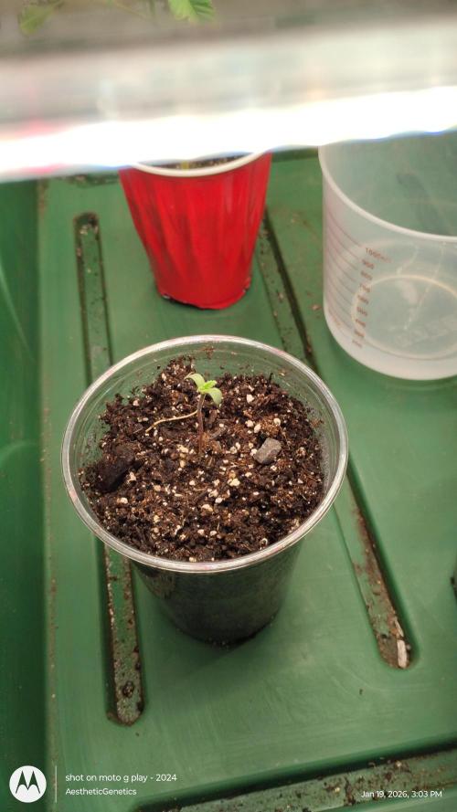 Eternity Grow Cup 2026. Week 1