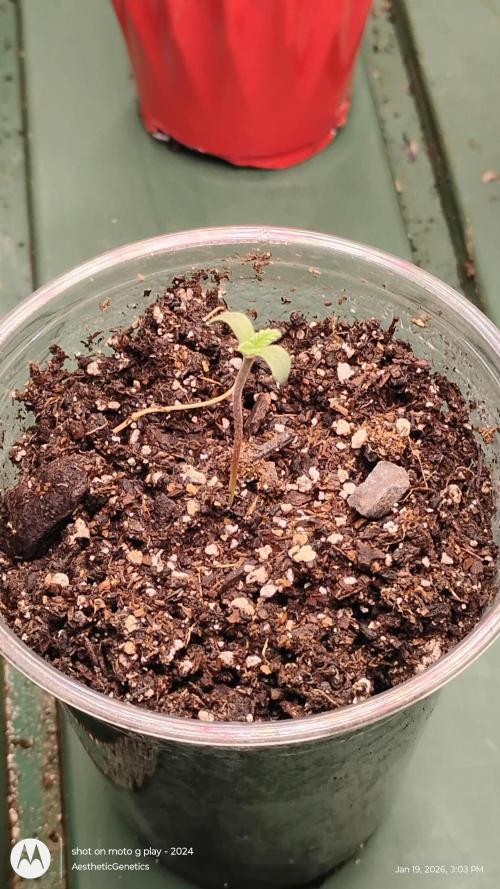 Eternity Grow Cup 2026. Week 1