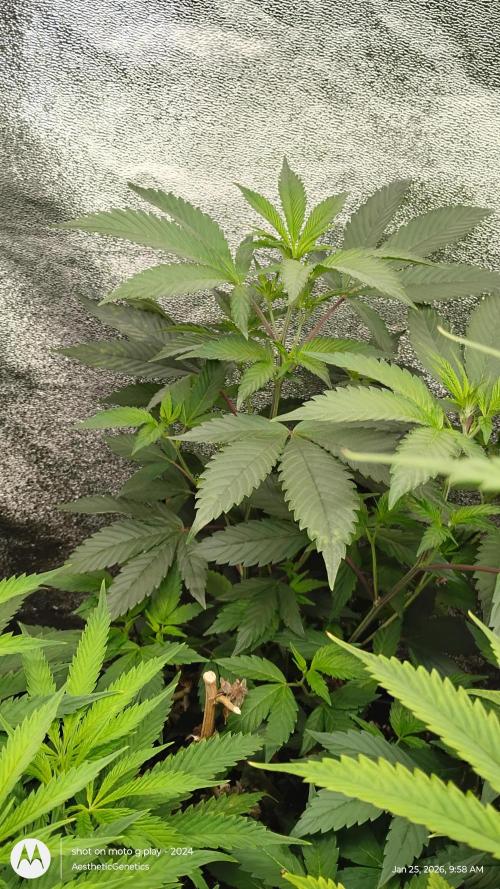 Reveg & Pollination. Week 7