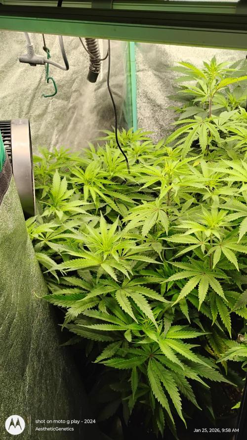 Reveg & Pollination. Week 7