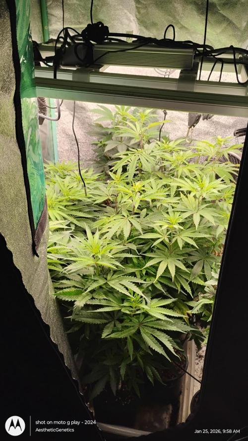 Reveg & Pollination. Week 7