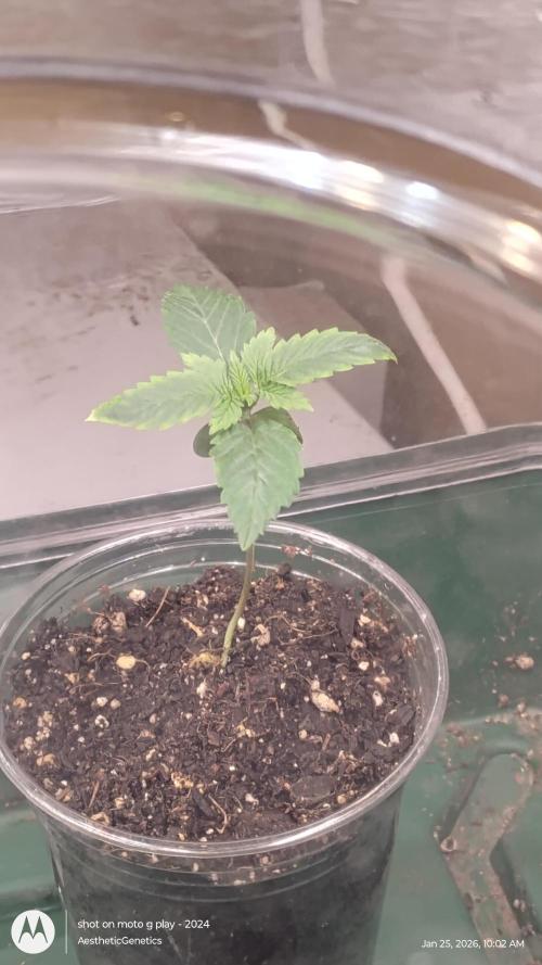 Izi Seeds- Permanent Blues. Week 2