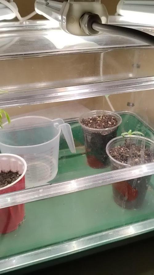 Izi Seeds- Permanent Blues