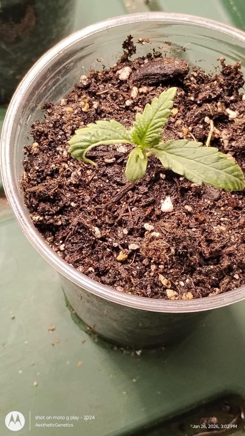 Eternity Grow Cup 2026. Week 2