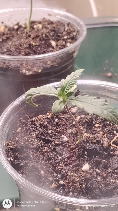 Eternity Grow Cup 2026. Week 2