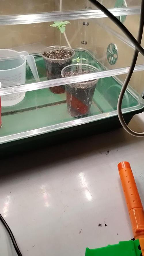 Eternity Grow Cup 2026