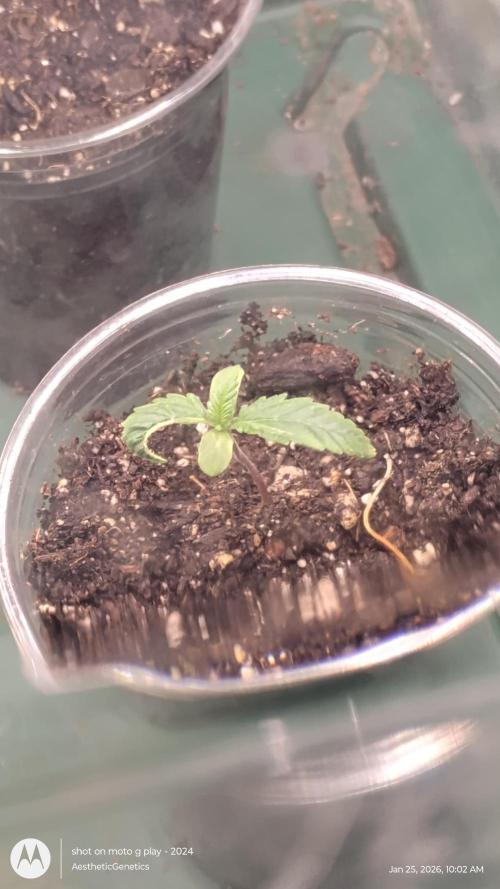 Eternity Grow Cup 2026. Week 2