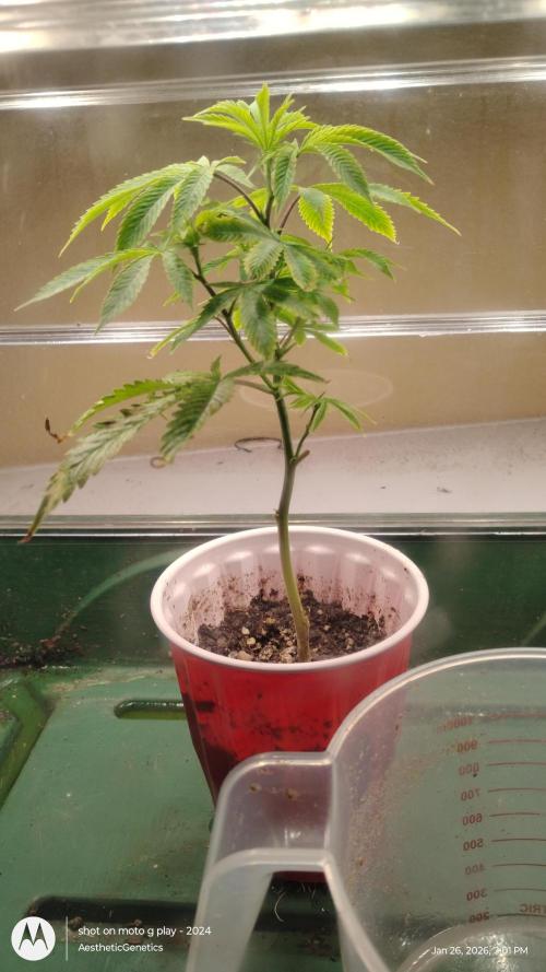 Rainbow Zoap Tiki Madman Cut. Week 3