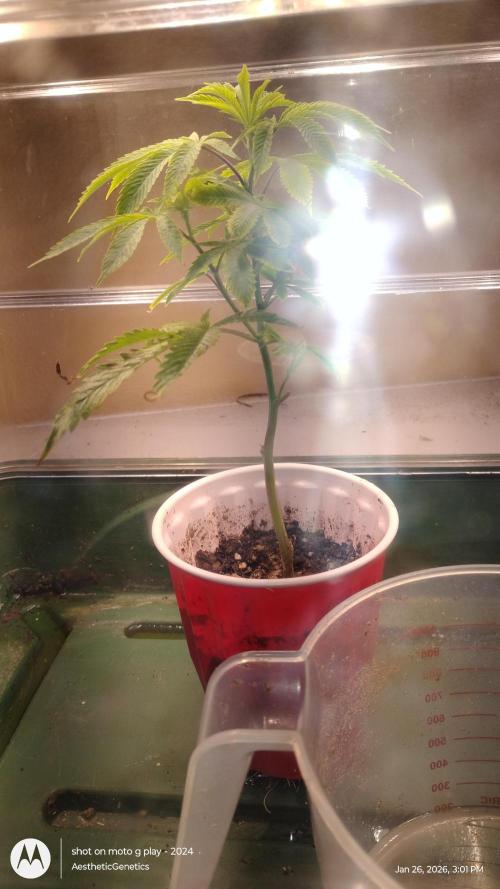 Rainbow Zoap Tiki Madman Cut. Week 3