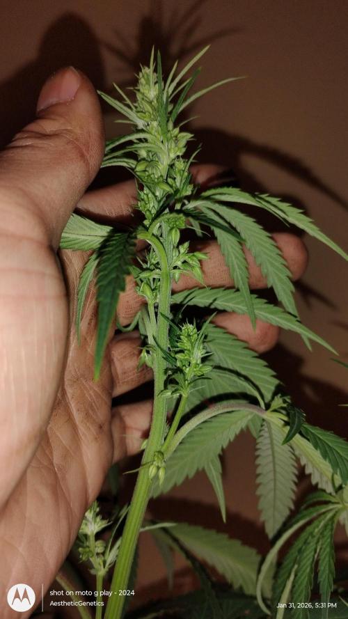 Reveg & Pollination. Week 8