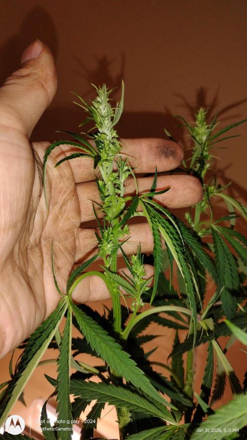 Reveg & Pollination. Week 8