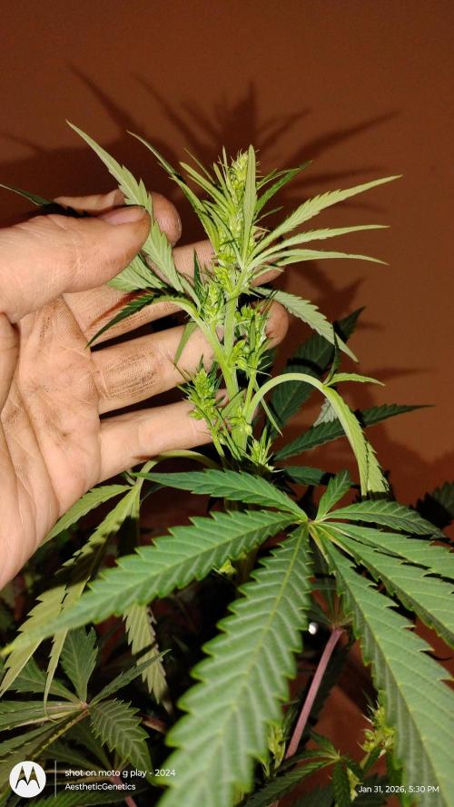 Reveg & Pollination. Week 8