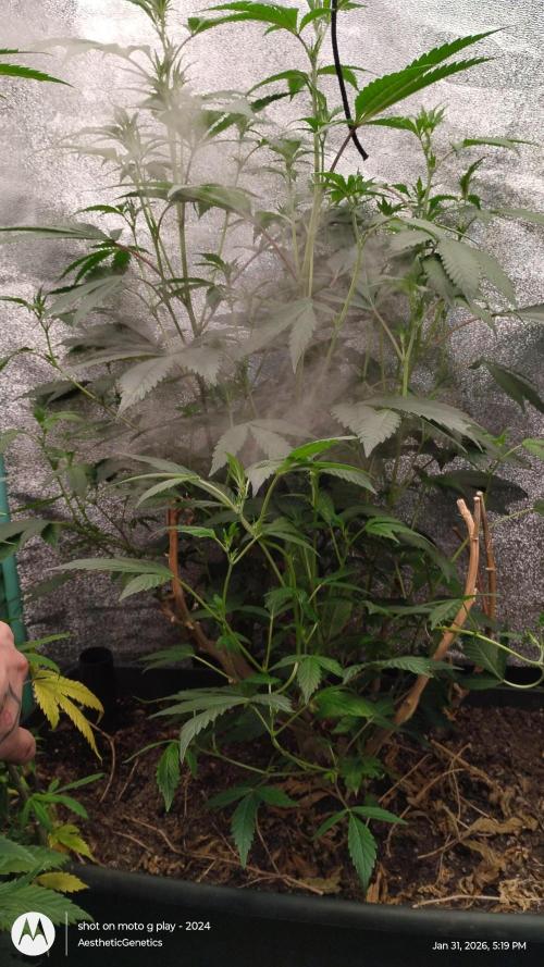 Reveg & Pollination. Week 8