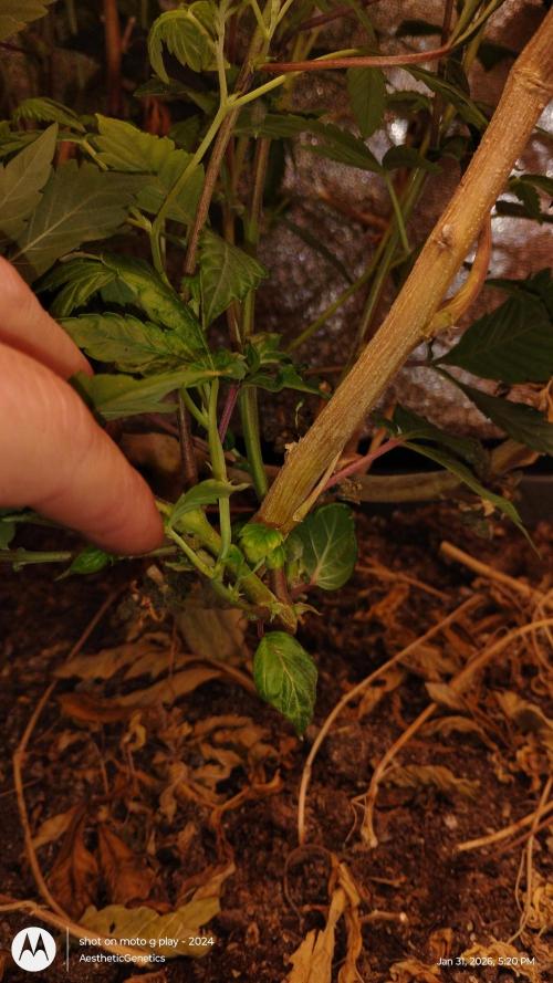 Reveg & Pollination. Week 8