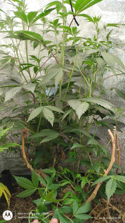 Reveg & Pollination. Week 8