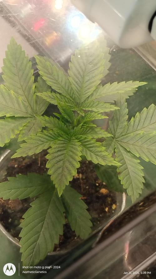 Izi Seeds- Permanent Blues. Week 3