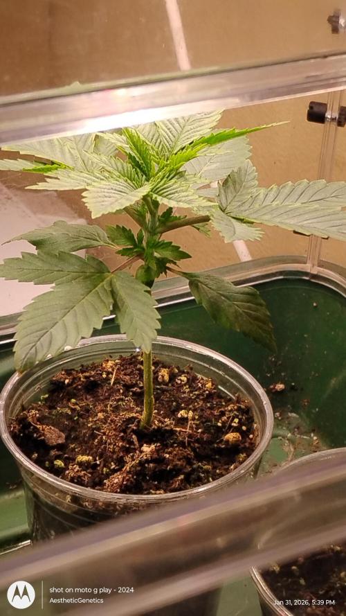 Izi Seeds- Permanent Blues. Week 3
