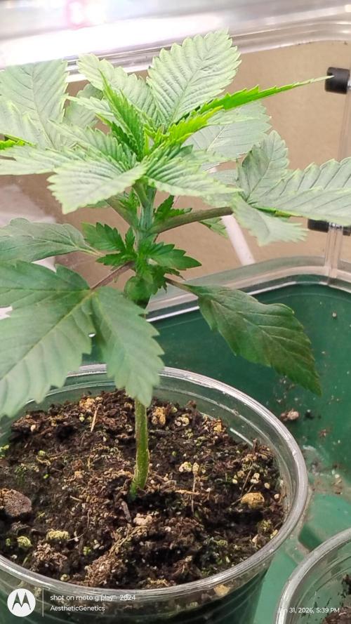 Izi Seeds- Permanent Blues. Week 3