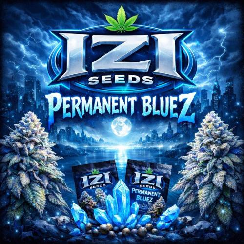 Izi Seeds- Permanent Blues. Week 3