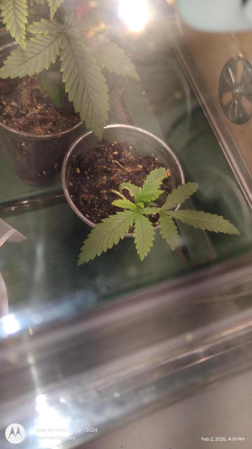 Eternity Grow Cup 2026. Week 3