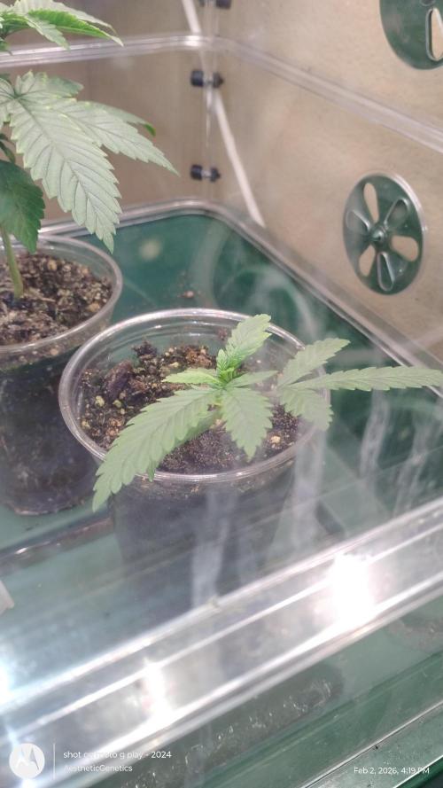 Eternity Grow Cup 2026. Week 3