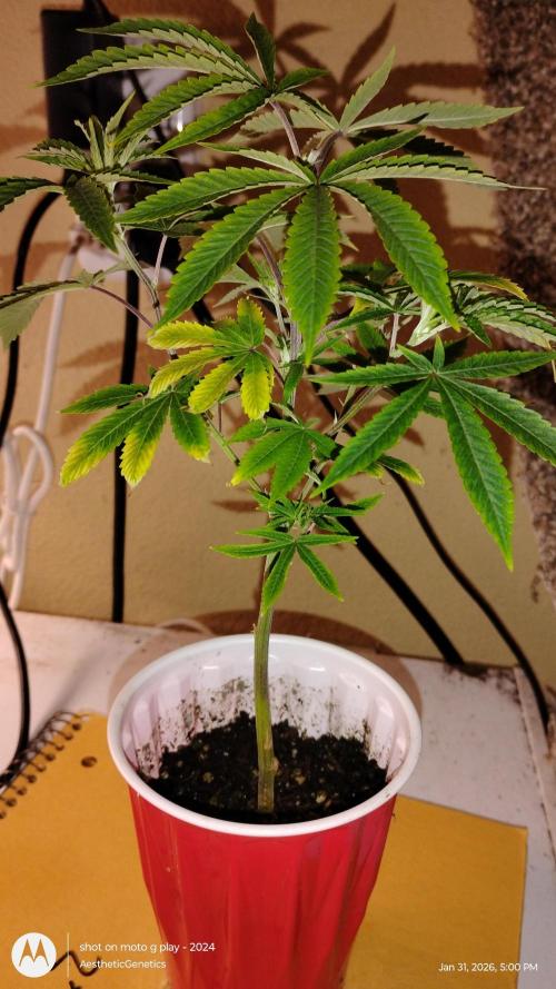 Rainbow Zoap Tiki Madman Cut. Week 4