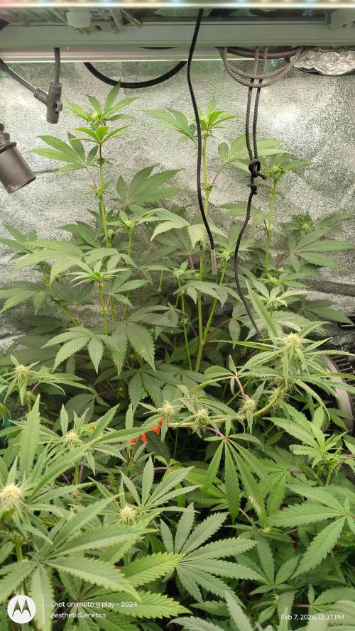 Reveg & Pollination. Week 9