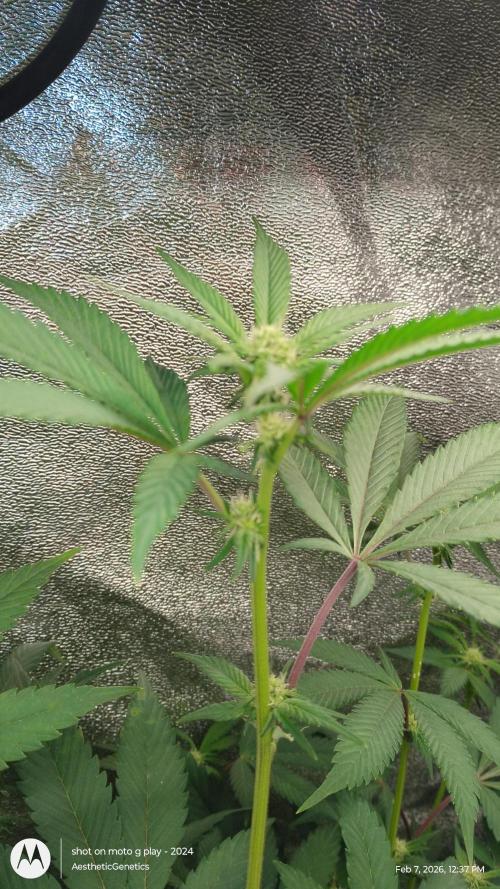 Reveg & Pollination. Week 9