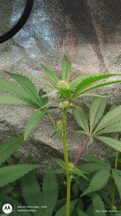 Reveg & Pollination. Week 9