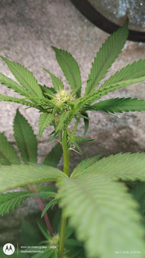 Reveg & Pollination. Week 9