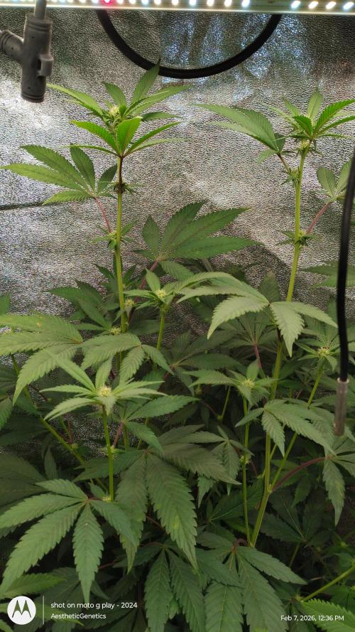 Reveg & Pollination. Week 9