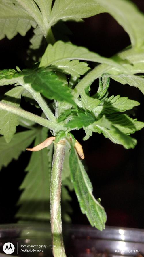 Izi Seeds- Permanent Blues. Week 4