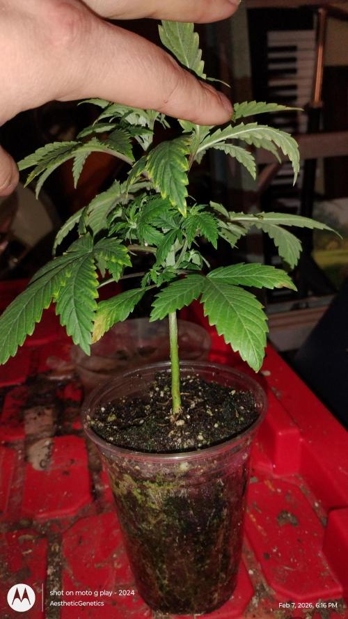 Izi Seeds- Permanent Blues. Week 4