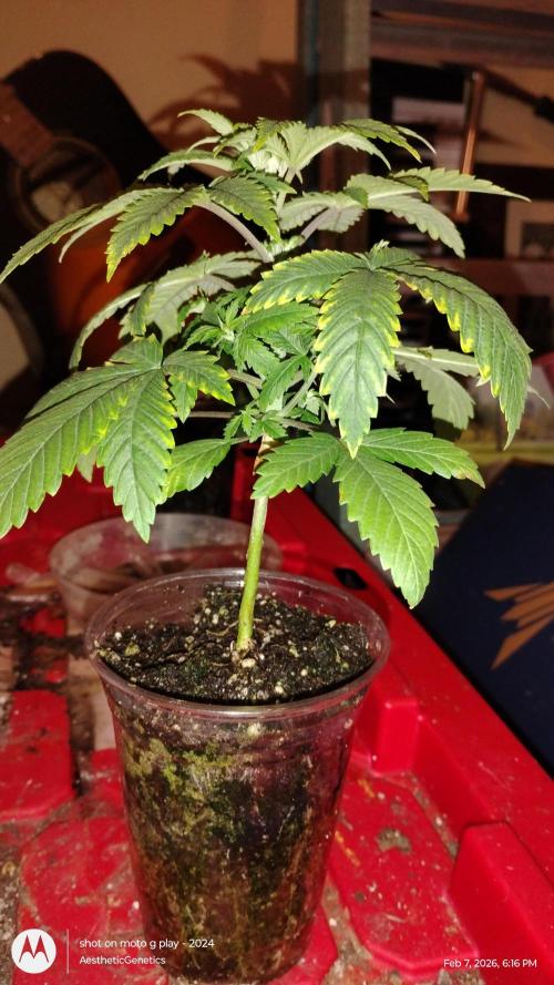 Izi Seeds- Permanent Blues. Week 4