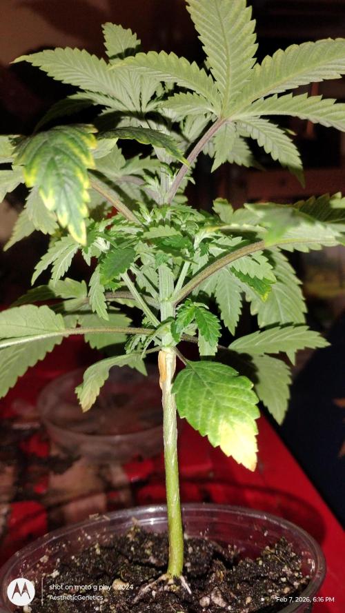 Izi Seeds- Permanent Blues. Week 4