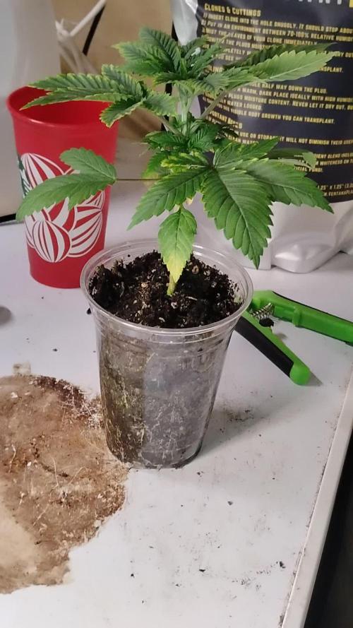 Izi Seeds- Permanent Blues