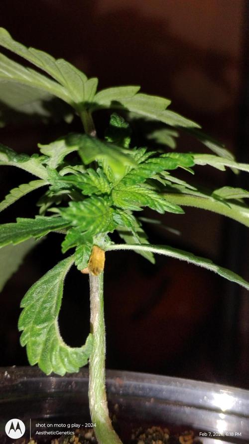 Eternity Grow Cup 2026. Week 4