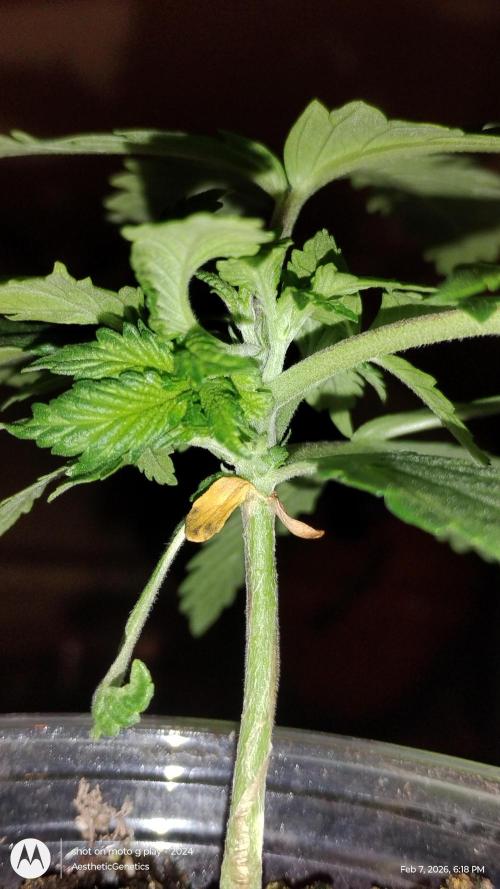 Eternity Grow Cup 2026. Week 4