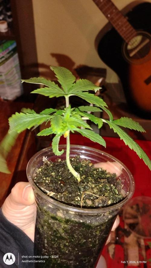 Eternity Grow Cup 2026. Week 4