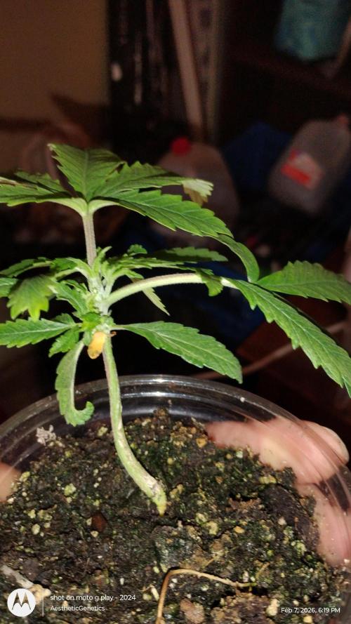 Eternity Grow Cup 2026. Week 4