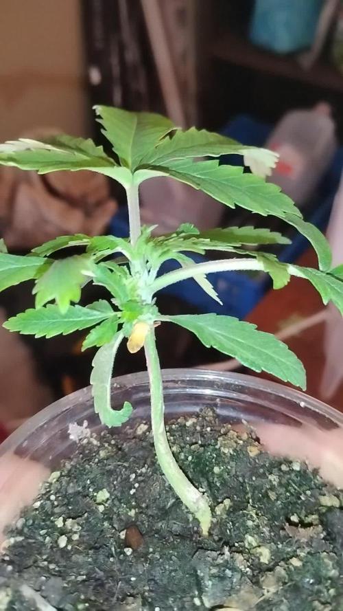 Eternity Grow Cup 2026