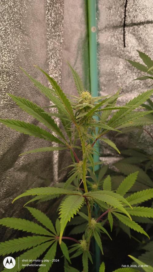 PLCG Bx2. Week 15