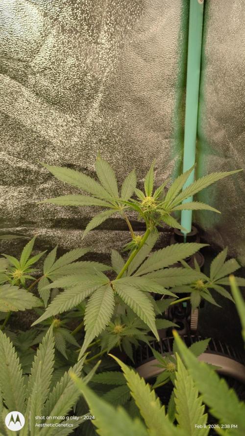 Reveg & Pollination. Week 9