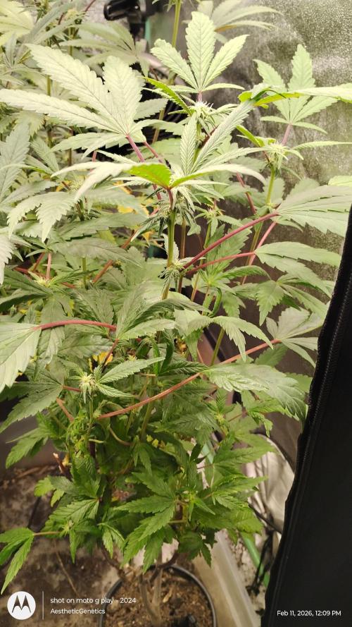 Purple Chrome Reveg. Week 7