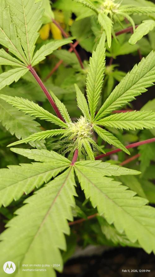 Purple Chrome Reveg. Week 7