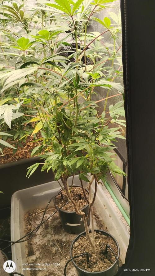 Purple Chrome Reveg. Week 7