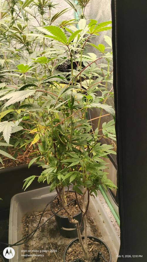 Purple Chrome Reveg. Week 7