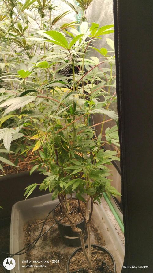 Purple Chrome Reveg. Week 7